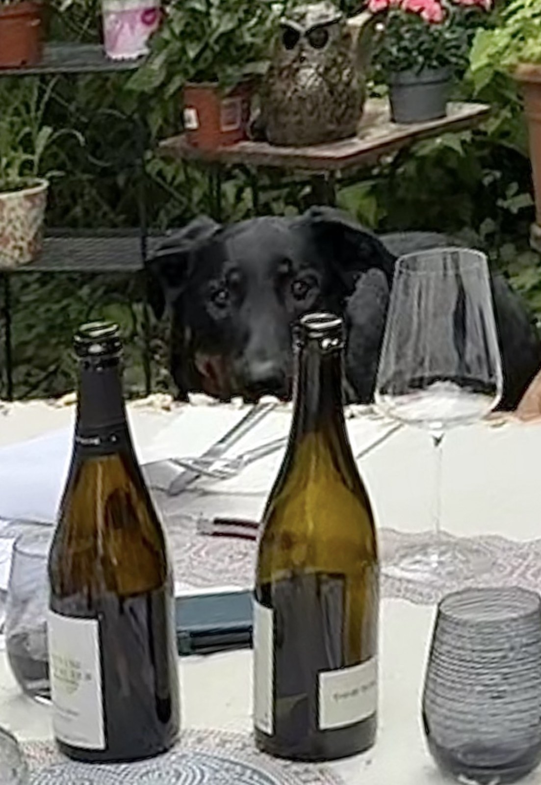 Chardonnay und Cabernet Sauvignon